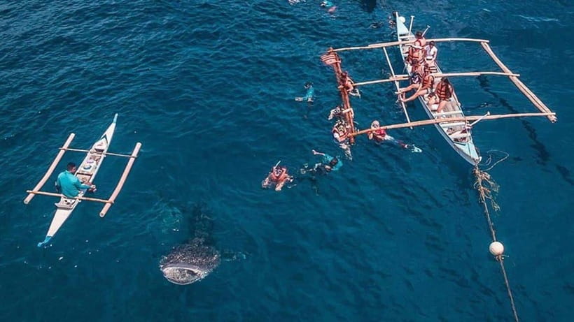 Cebu: Whale Shark, Monkey Sanctuary & Turtle Snorkeling Tour - What the $123 price really covers
