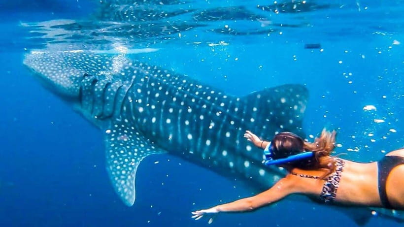 Cebu: Whale Shark, Monkey Sanctuary & Turtle Snorkeling Tour - The early road to Oslob