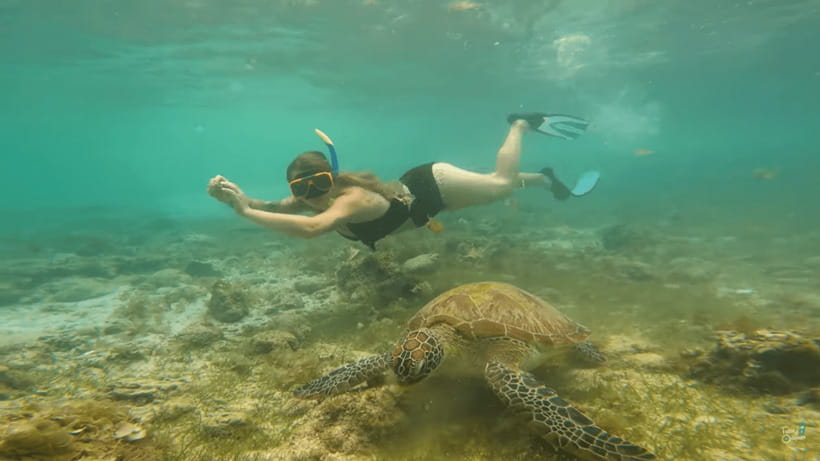 Cebu: Whale Shark Oslob and Moalboal Snorkeling Adventure - Key points at a glance