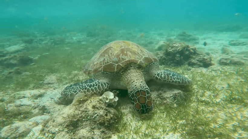 Cebu: Whale Shark Oslob and Moalboal Snorkeling Adventure - Why this Cebu day trip is such a big marine outing