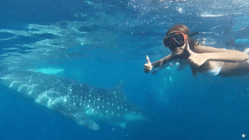 Cebu: Whale Shark Oslob and Moalboal Snorkeling Adventure - Meeting Oslob’s whale sharks