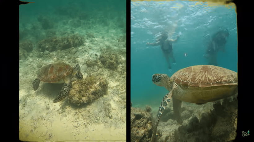 Cebu: Whale Shark Oslob and Moalboal Snorkeling Adventure - What to pack for a day in the water