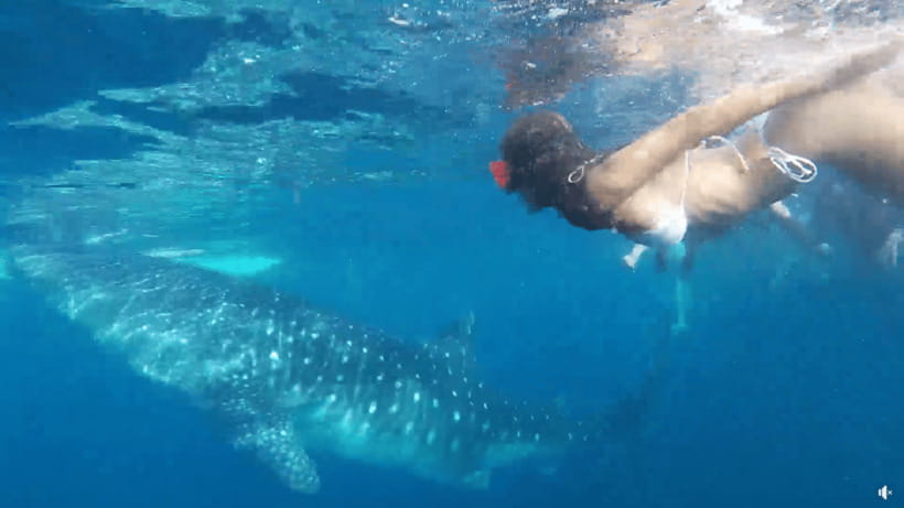 Cebu: Whale Shark Oslob and Moalboal Snorkeling Adventure - Leaving Cebu at 2 a.m. for Oslob
