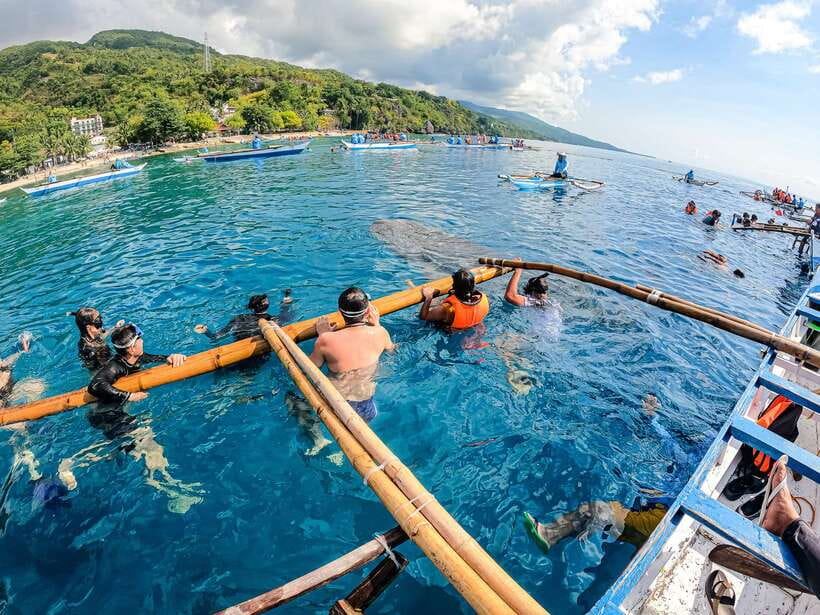 Cebu: Whale Shark Snorkeling & Kawasan Canyoning Tour - Who should book this tour?