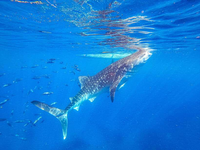 Cebu: Whale Shark Snorkeling & Kawasan Canyoning Tour - Before dawn: the road to Oslob
