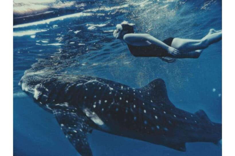 Cebu: Whale Shark Swim and Kawasan Canyoneering Group Tour - Key points before you book