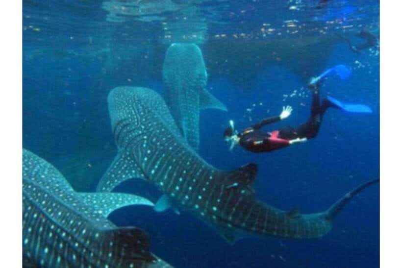 Cebu: Whale Shark Swim and Kawasan Canyoneering Group Tour - Who should book this Cebu adventure