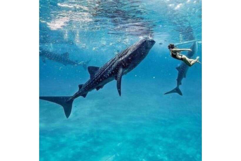 Cebu: Whale Shark Swim and Kawasan Canyoneering Group Tour - One long day from Oslob’s sea to Badian’s canyons