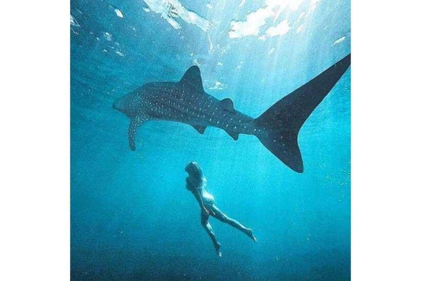 Cebu: Whale Shark Swim and Kawasan Canyoneering Group Tour - What the $106 price really covers