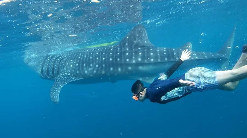 Cebu: Whale Shark Swim and Kawasan Canyoneering Tour - Two Cebu icons in one very long day