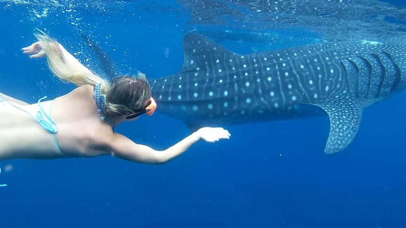 Cebu: Whale Shark Swim and Kawasan Canyoneering Tour - The transfer to Badian changes the mood