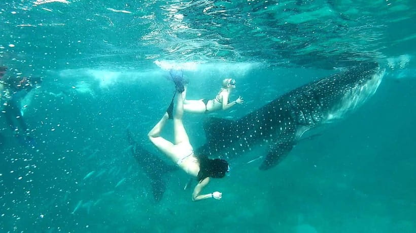 Cebu: Whale Shark Swim and Kawasan Canyoneering Tour - Kawasan Falls canyoneering is the day’s real workout