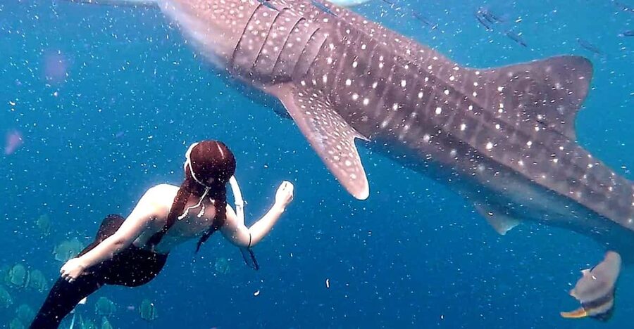 Cebu: Whale Shark Swim and Kawasan Canyoneering Tour - Lunch arrives after the hard part