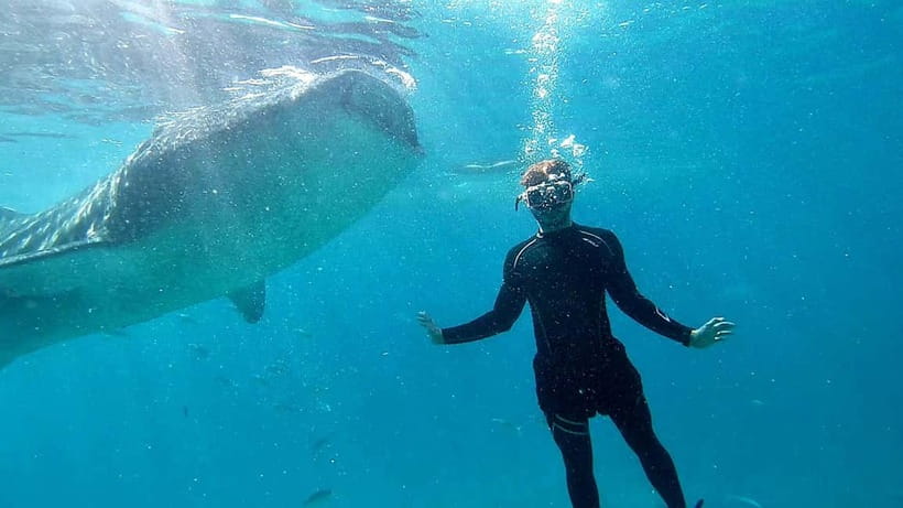 Cebu: Whale Shark Swim and Kawasan Canyoneering Tour - Transport, timing, and group comfort