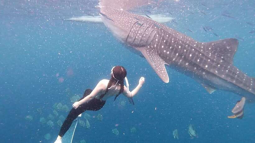 Cebu: Whale Shark Swim, Kawasan Falls & Moalboal Sardine Run - What the private format really gives you