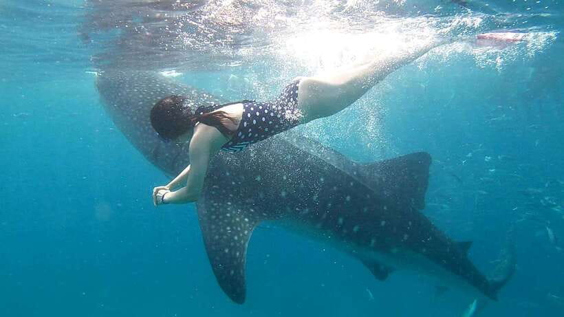 Cebu: Whale Shark Swim, Kawasan Falls & Moalboal Sardine Run - What to pack for a wet, early start