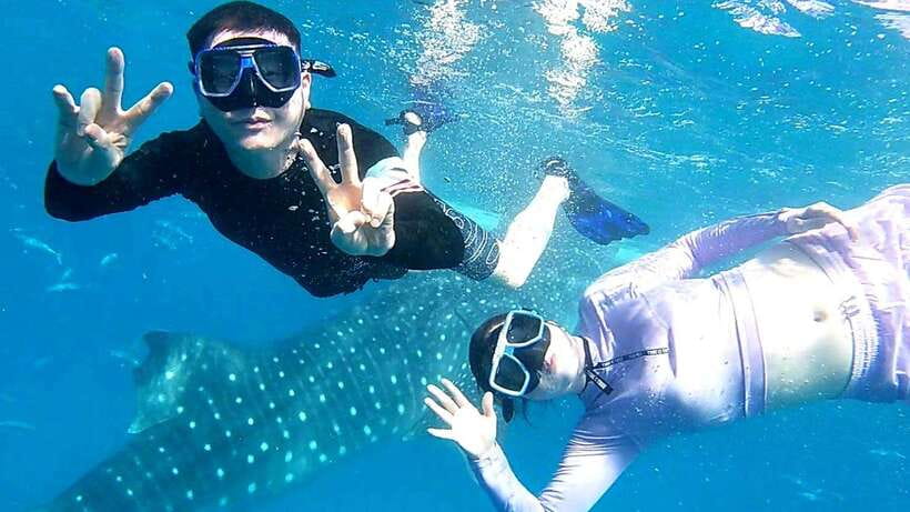 Cebu: Whale Shark Swim, Kawasan Falls & Moalboal Sardine Run - Meeting the whale sharks in Oslob