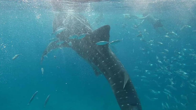 Cebu: Whale Shark Swim, Kawasan Falls & Sardine Run - What to pack for a smoother day