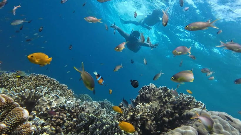 Cebu: Whale Shark Swim, Kawasan Falls & Sardine Run - Kawasan Falls offers the day’s easiest reset