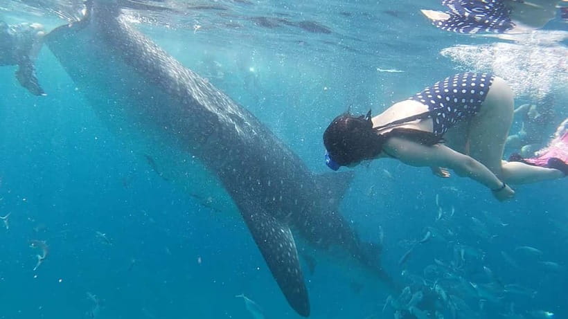 Cebu: Whale Shark Swim, Kawasan Falls & Sardine Run - Moalboal and the sardine run