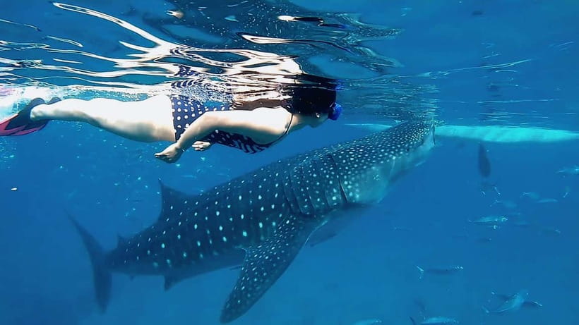 Cebu: Whale Shark Swim, Kawasan Falls & Sardine Run - Turtle watching needs realistic expectations