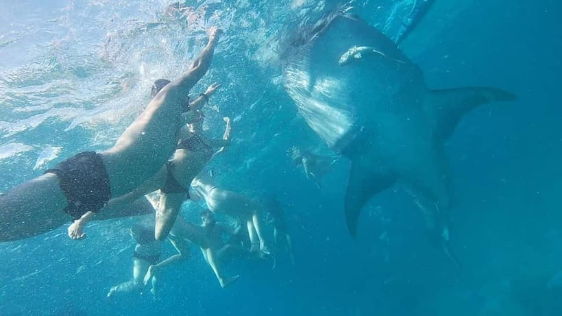 Cebu: Whale Shark Swim, Kawasan Falls & Sardine Run - Is $135 a fair price?