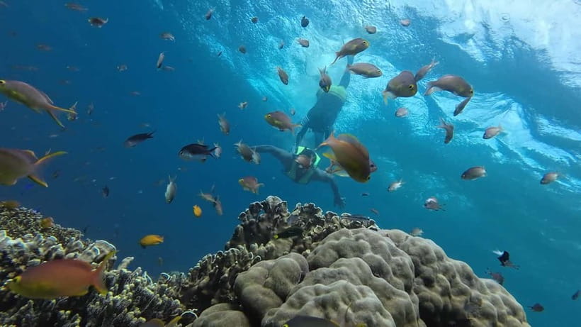 Cebu: Whale Shark Swim, Kawasan Falls & Sardine Run - Who will enjoy this Cebu day tour?