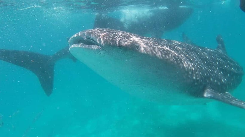 Cebu: Whale Shark Swim, Kawasan Falls & Sardine Run - Breakfast and the long move toward Badian