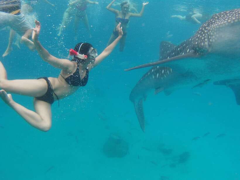 Cebu Whale Shark Swimming & Kawasan Canyoneering Group Tour - A Close Encounter With Complicated Rules