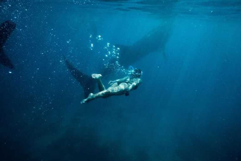 Cebu Whale Shark Swimming & Kawasan Canyoneering Group Tour - Who Will Enjoy This Day