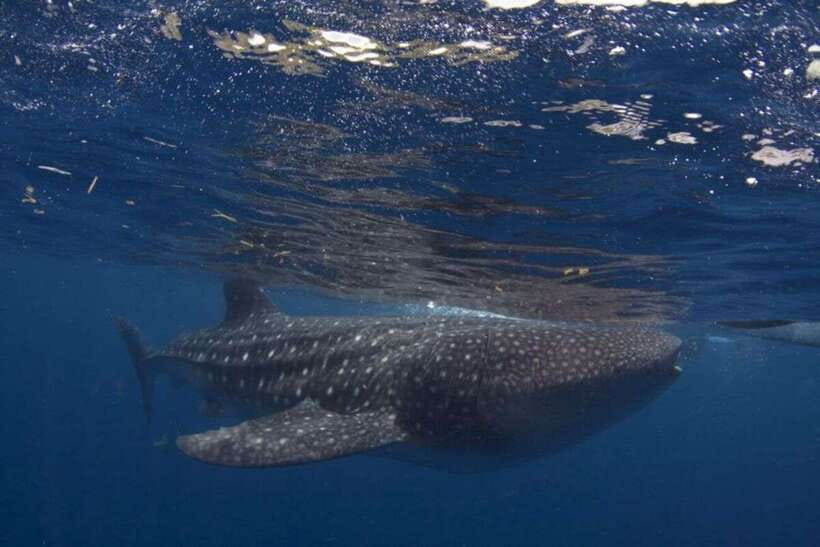 Cebu: Whale Shark Swimming, Sumilon Island and Kawasan Falls - Why this South Cebu combination works