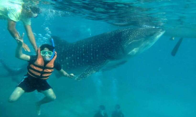 Cebu: Whale Shark Swimming, Sumilon Island and Kawasan Falls - Oslob’s close whale shark encounter