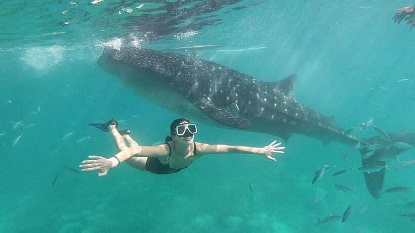 Cebu: Whale Shark, Tumalog Waterfall, and Moalboal Tour - Lunch, local purchases, and what is not included