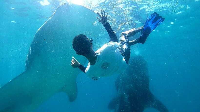 Cebu: Whale Shark, Tumalog Waterfall, and Moalboal Tour - Weather, safety, and the limits of a packed day