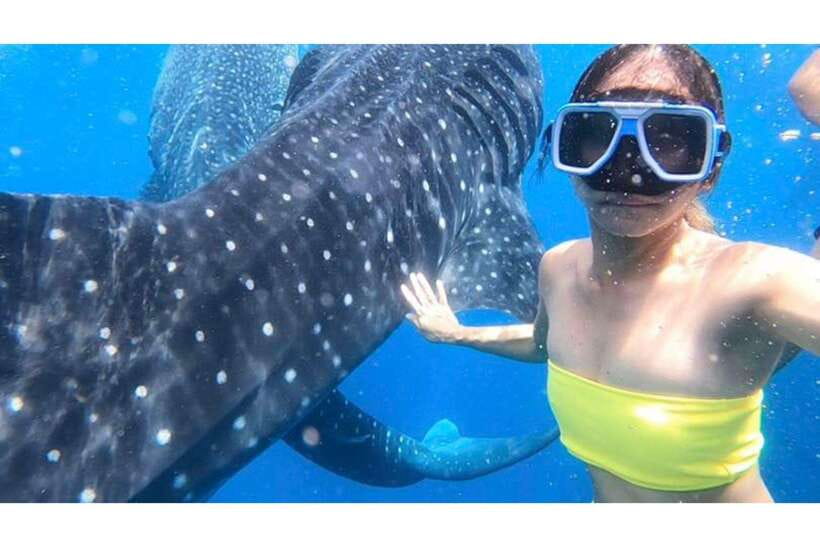 Cebu:Whale Shark, Waterfall, and Sardine Run Group Tour+Meal - Key points to know before booking