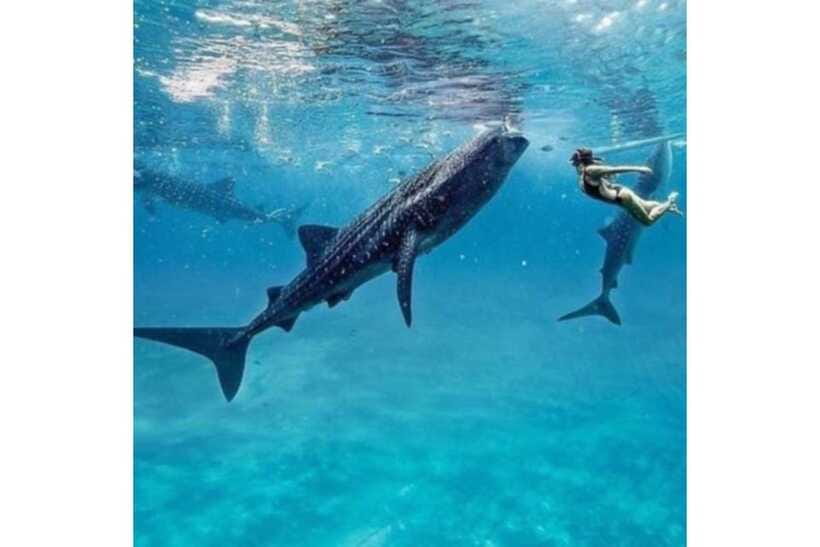 Cebu:Whale Shark, Waterfall, and Sardine Run Group Tour+Meal - Moalboal finishes with sardines and turtles