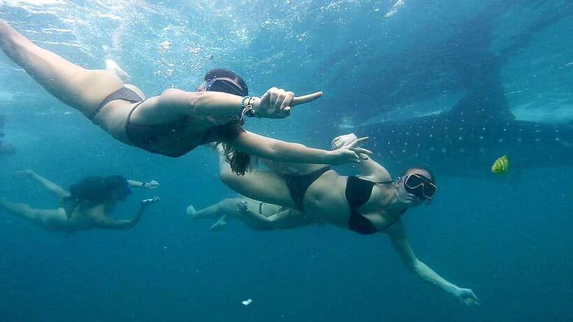 Cebu: Whale Sharks, Ka-Treasure Water Terraces & Simala Tour - Key points to know before you book