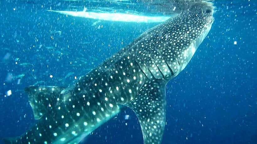 Cebu: Whale Sharks, Ka-Treasure Water Terraces & Simala Tour - Leaving Cebu before sunrise