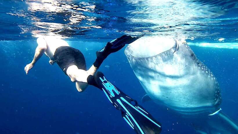 Cebu: Whale Sharks, Ka-Treasure Water Terraces & Simala Tour - A simple silog breakfast after the water