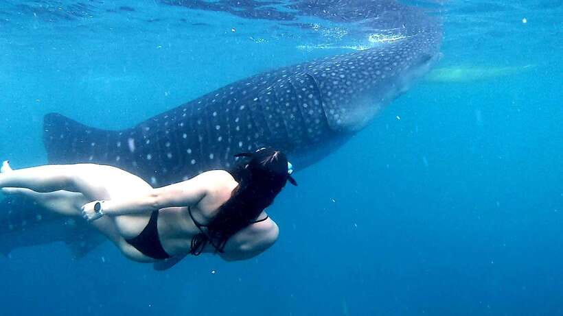 Cebu: Whale Sharks, Ka-Treasure Water Terraces & Simala Tour - What to pack for a 12-hour day