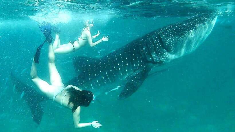 Cebu: Whale Sharks, Ka-Treasure Water Terraces & Simala Tour - Swimming with whale sharks in Oslob
