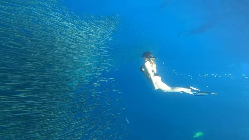 Cebu: Whale Sharks, Kawasan Falls, & Sardines Run Snorkeling - Key points before you book