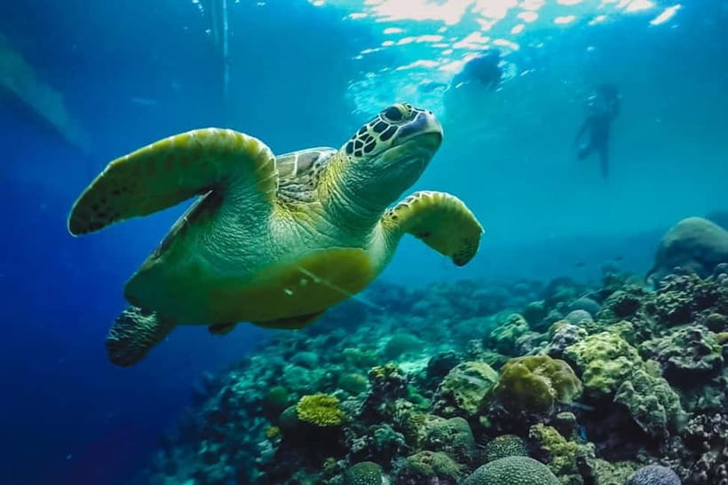 Cebu: Whale Sharks, Kawasan Falls, & Sardines Run Snorkeling - How the transport and guides shape the experience