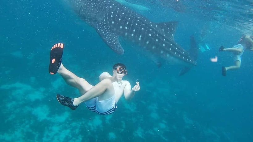 Cebu: Whale Sharks, Kawasan Falls, & Sardines Run Snorkeling - Oslob whale sharks before the crowds build