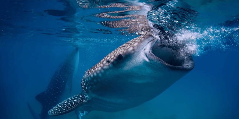 Cebu: Whale Sharks, Tumalog Falls, and Monkey Sanctuary Tour - Key points to know before booking