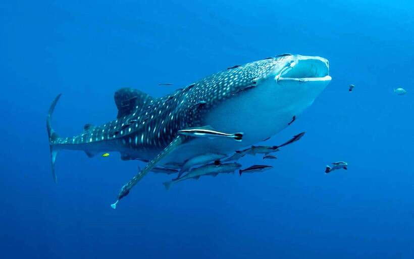 Cebu: Whale Sharks, Tumalog Falls, and Monkey Sanctuary Tour - Tumalog Falls and its cool curtain of water