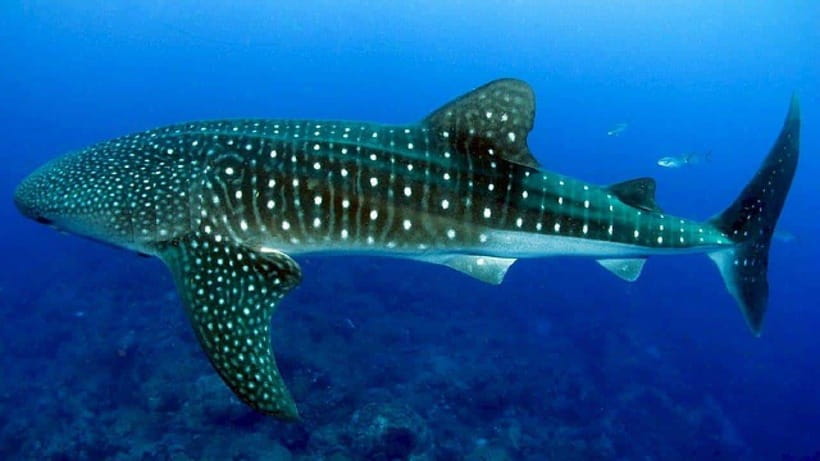 Cebu: Whaleshark Encounter, Sumilon Sandbar & Tumalog Falls - A very early start and a long ride south