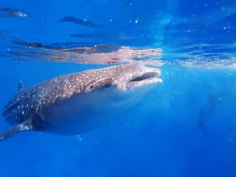 Cebu: Whaleshark Encounter, Sumilon Sandbar & Tumalog Falls - The return to Cebu takes another three hours