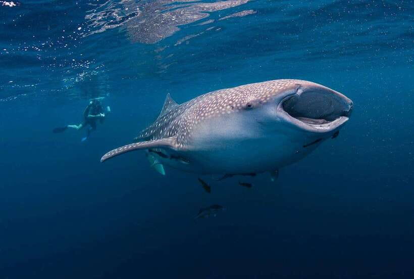 Cebu: Whaleshark Encounter, Sumilon Sandbar & Tumalog Falls - Oslob’s whale shark encounter