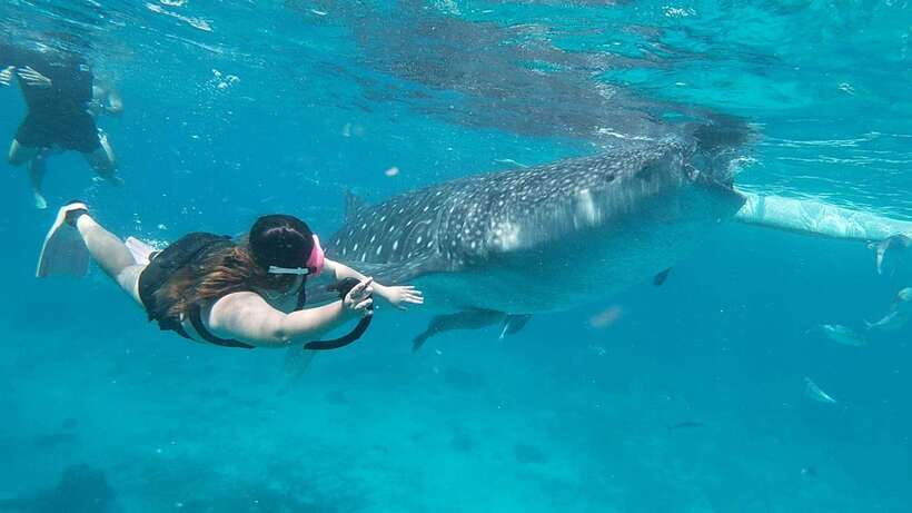 Cebu: Whaleshark Encounter, Tumalog Falls & Sumilon Sandbar - Key points at a glance